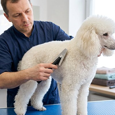 Brosse à Chien 