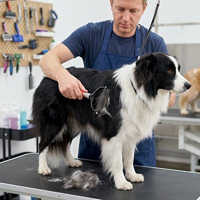 Brosse Chien 