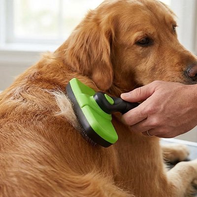 Brosse chien 