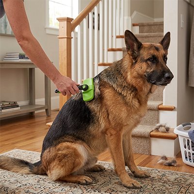 Brosse chien 