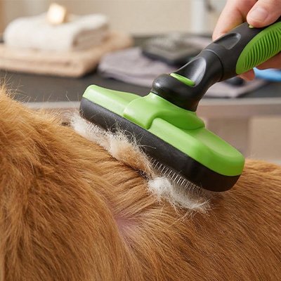 Brosse chien 