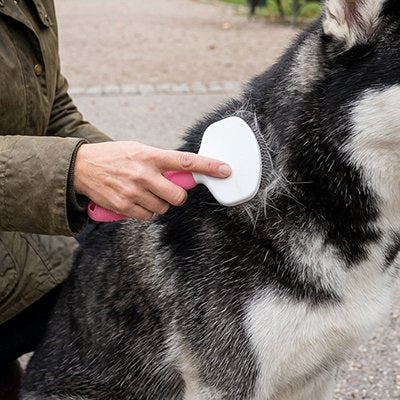 Brosse pour Chien 